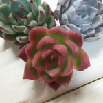 ☆hさま☆パクさん苗セット専用☆多肉植物