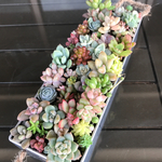 多肉植物 寄せ植え ブリキ缶 15×5×3cm モリモリ