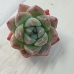 ☆多肉氷山☆エケべリア☆専用☆多肉植物