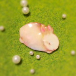 子うさぎまんじゅうブローチ
