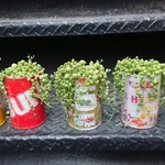 ~リメイク缶多肉植物寄せ植え