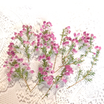 少し咲きましたよ〜！再販 エリカ (メランセラ)小枝10本 ピンクの 小さな花 ドライフラワー ハーバリウム レジン封入 赤そば 