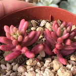 多肉植物 オーロラ 抜き苗
