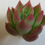 ☆パクさん苗☆再入荷☆ヤマシタ☆花歌農場☆エケべリア☆多肉植物