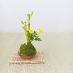 「ミリオンバンブーと寒菊」の苔玉