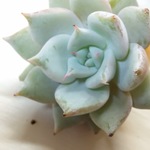 ☆パクさん苗☆クレッシェンド☆エケべリア☆多肉植物