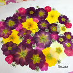 ♡new♡  ☆訳あり☆  ♡たっぷり押し花セット♡