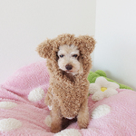 オーダー胴回り60~64cm/森のクマさんパーカー[茶]