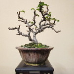 小品盆栽 長寿梅(白花)  no.203