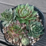 【送料込】センペル寄せ植え★センペルビウム★多肉★多肉植物★