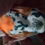 piakichi さま専用❤アフリカオオコノハヅク用❤フライトスーツ