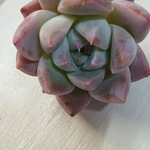 ☆多肉☆人気苗再入荷氷山☆エケべリア☆☆多肉植物