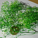 つぼみかすみ草　白、緑　　ホワイト、グリーン   ソフトカスミ草