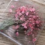 押し花【かすみ草（茎付）20個入】ピンク
