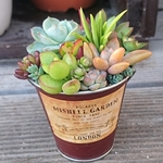 【送料込】多肉寄せ植え★このまま発送★多肉★多肉植物★寄せ植え★