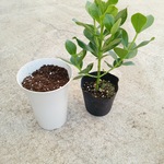 クルシアロゼアプリンセスキットセット☆