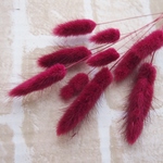 ラグラス　ワインレッド　10本(大地農園）