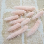 ラグラス　ベビーピンク　10本(大地農園）