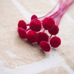 バタオ　レッド　10本