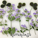 カラミンサの押し花
