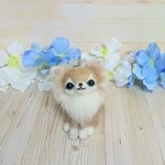 ロングコートチワワ 