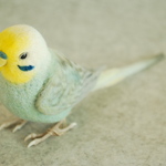 ペア用　オス　レインボーエメラルド色　1702111　セキセイインコ