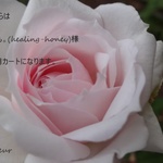 ぐりも。(healing-honey)様専用カート
