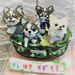 【momo5577様専用】手乗りわんこ チワワ