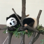 靴置きシール