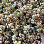 ❤︎多肉植物 大型姫星美人 セダム