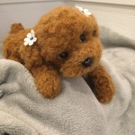 羊毛フェルト トイプードル🐕🐶