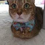 犬・猫　27～30　cocoちゃんリボンチョーカー　お正月・金・花・折り鶴　ブルー