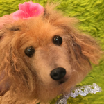 レビュー100記念お買い得ブローチ犬Ｃ