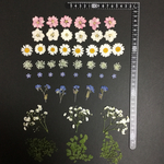 押し花  特別オーダー品 NO.859