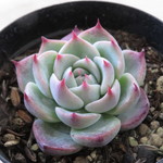 多肉植物　"チワワエンシス"