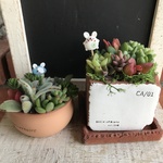 送料無料！多肉植物寄せ植え福袋 A