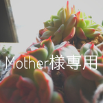 Mother様専用  アジサイリースM クズの蔦のリースピンク