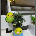 ＊ 木の枝　インコ ちゃん２匹＊