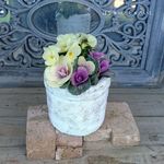 ハボタンの寄せ植え
