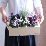 花越★特選パンビオセット wood box付き   オフホワイト