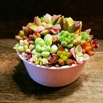 専用です★多肉植物★ぎゅうぎゅうカラフル★寄せ植え
