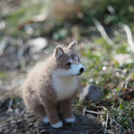 柴わんこ