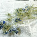 ドライフラワー　ニゲラ　ナチュラルブルー　茎付き