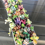 まあさん専用 検討中② 多肉植物 寄せ植え ブリキ缶 15×5×3cm モリモリ