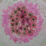 ★　ピンク系レースフラワー&あじさい　 押花素材　★