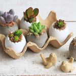 【再販】EGG多肉植物コレクション