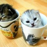 でぶねこ様、専用です。レス淵ミール皿15個入り★0113