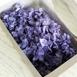 ハーバリウム ★ プリザーブドフラワー ★ 紫陽花 ★ カシワバ ★ ラベンダー