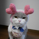 ダブルハート💕 猫用帽子 犬用帽子