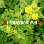 t-yanyan様専用❤ベビーブルマ②